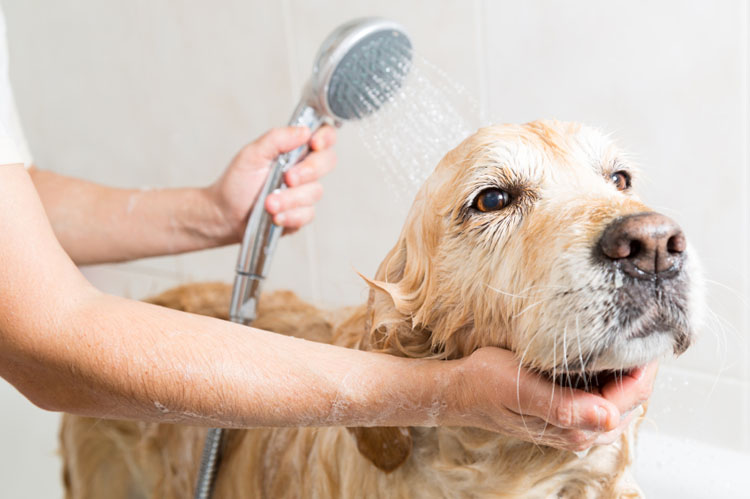 Dog enjoying a bath
