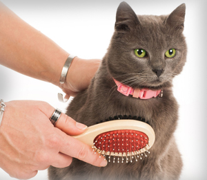 Brushing and combing your cat
