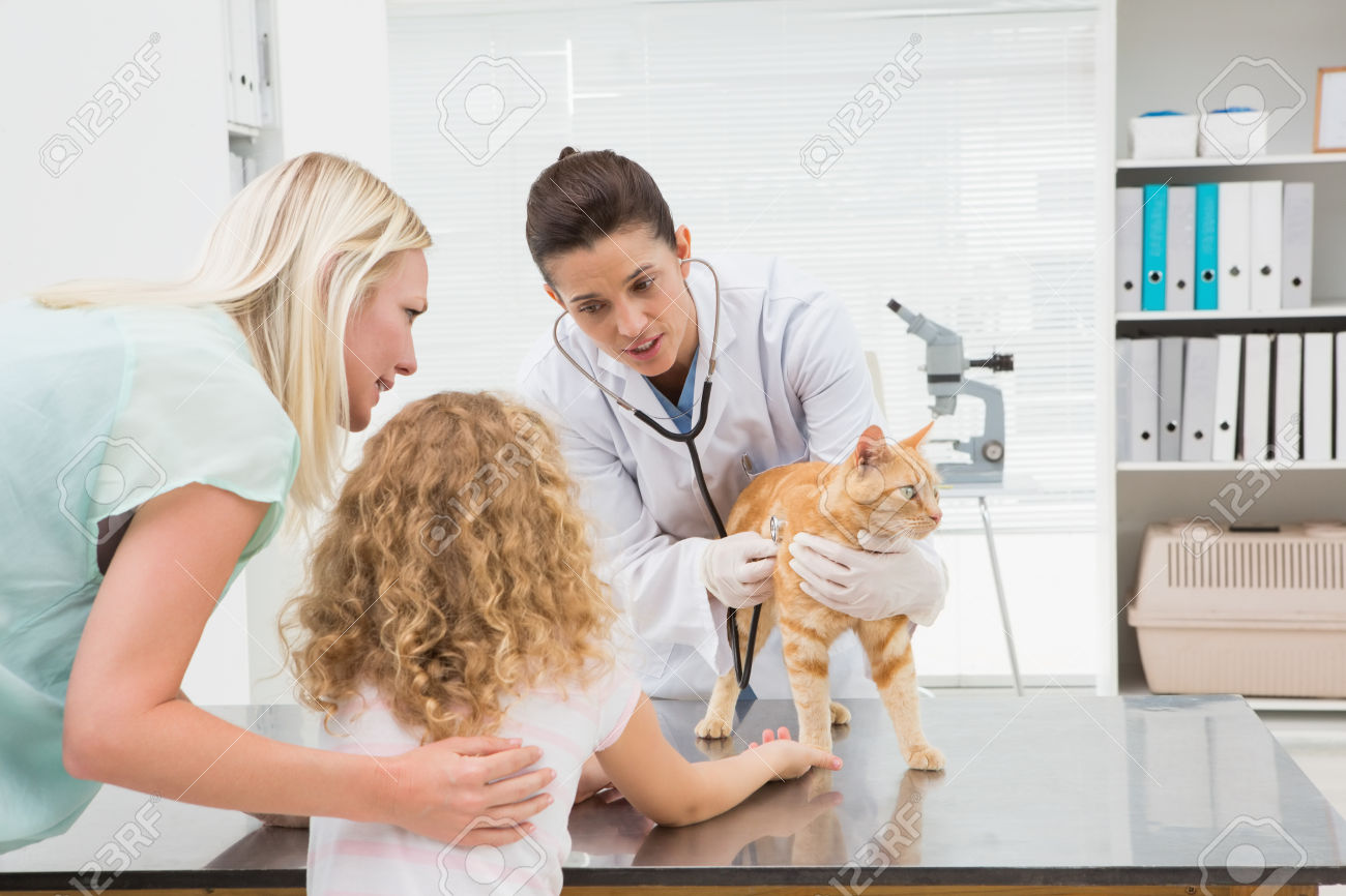 Health check up of your cat