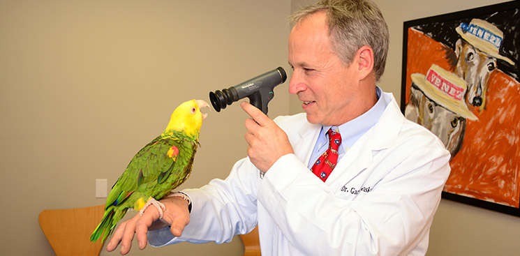 Health care for our birds